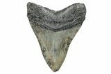 Fossil Megalodon Tooth - South Carolina #284241-1